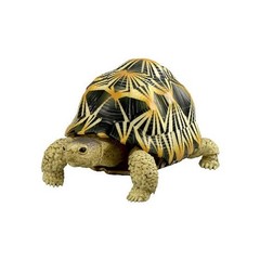 The Diversity of Life on Earth Turtle 01, 02 & 05 Figure Bandai Capsule Toy