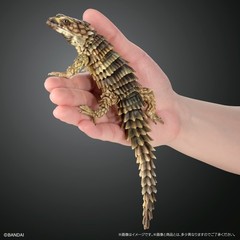 PSL The Diversity of Life on Earth Advance Selected Edition 02 Gecko Bandai