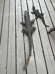 1 Large Realistic Lifelike Foam Alligator 44″ And 1 Soft Rubber Alligator 26″
