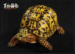 Np Common Box Chinese Three-striped Box Turtle Figure Tortoise Animal Model