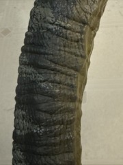 Jurassic Park / World Legacy Apatosaurus Figure Dinosaur Toy 42”; VEGGIESAURUS