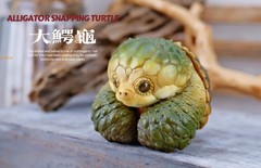 Alligator Snapping Turtle Figure Model Resin Collection Animal 8cm Doll Toys