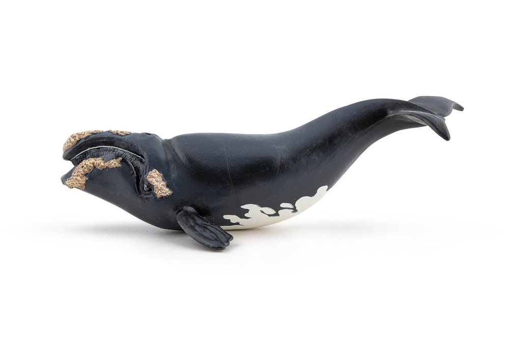 Papo Right Whale Hand Painted Figurine – Heirloom Quality Collectible No. 56057