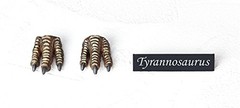 Legacy OF Revoltech Tyrannosaurus non-Scale ABS&PVC Painted Action Figure LR-022