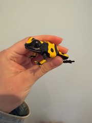 Poison Dart Frog Figure yellow frog Bandai Creature Encyclopedia Repti