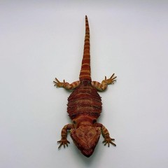 Living Creatures Encyclopedia Premium – Bearded Dragon (Red)