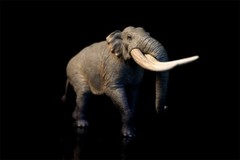 TNG Huanghe Flumen Stegodon Model Elephant Animal Figure Toys Decor Xmas Gift