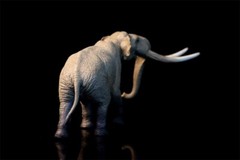 TNG Huanghe Flumen Stegodon Model Elephant Animal Figure Toys Decor Xmas Gift