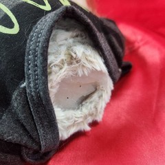 Werepups – Toby Doll – Trick Or Treat Studios – Head came off