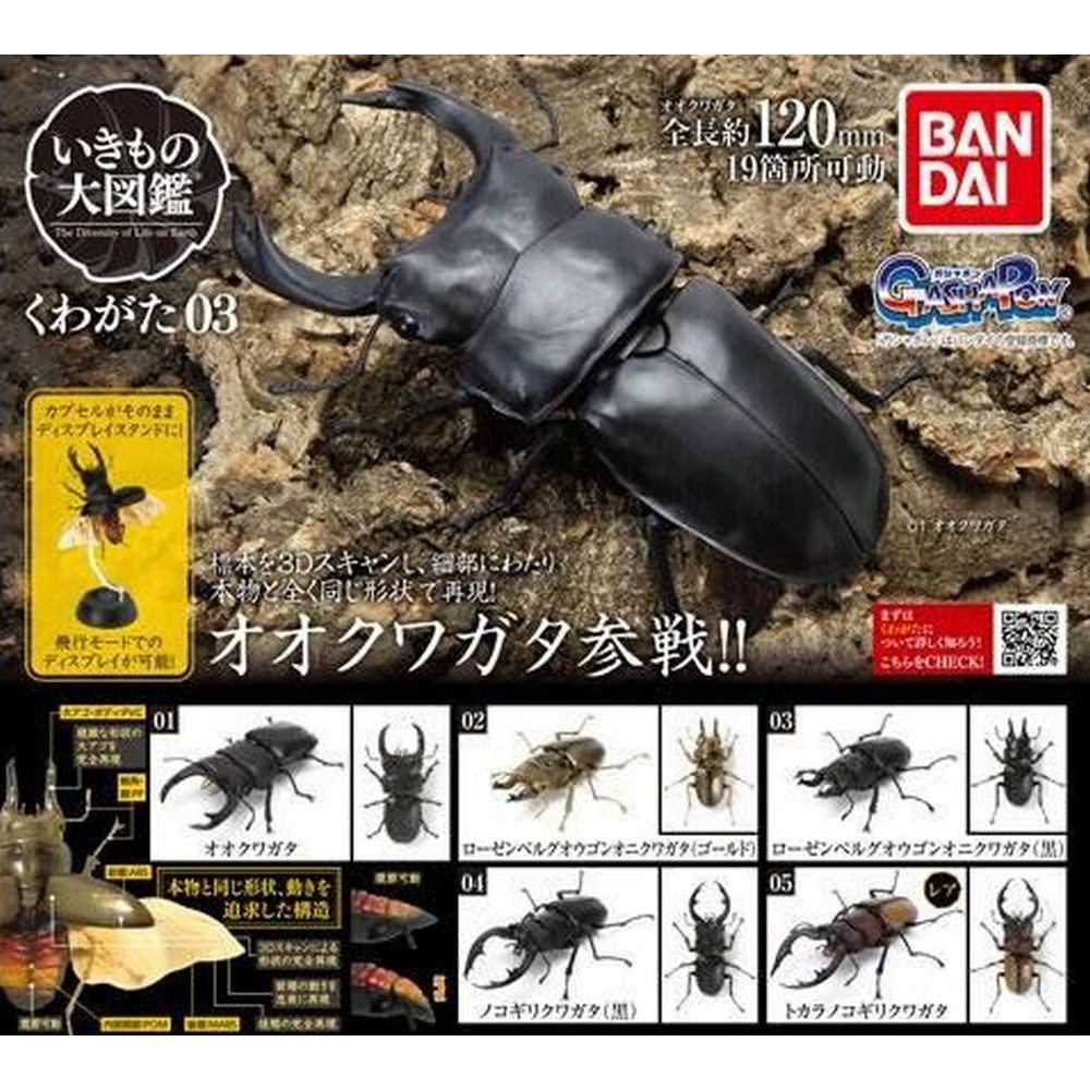 Bandai Capsule Toy Creature Encyclopedia Kuwagata/Stag Beetle 03 Full Set of 5!