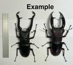 The Diversity of Life on Earth Giraffe Stag Beetle & Hexarthrius Mandibularis