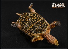 Np Common Box Chinese Three-striped Box Turtle Figure Tortoise Animal Model