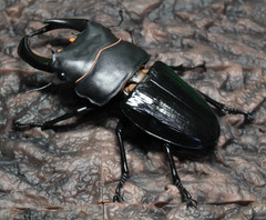 The Diversity of Life on Earth Advance Stag Beetle 02 w/ Display Stand & Wing