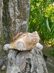Bowuzhi Chelydra Serpentina Figure Tortues Animal Reptiles Turtle Model Gift Toy