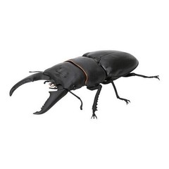 US Seller The Diversity of Life on Earth Stag Beetle Vol.6 Dorcus titanus