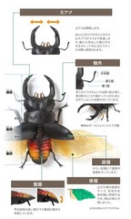 Bandai Capsule Toy Creature Encyclopedia Kuwagata/Stag Beetle 03 Full Set of 5!
