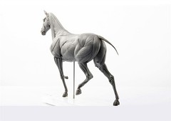 1:10 EVO Muscle Anatomy Animal Horse Model Educational Science Model Decoration