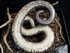 Snake Gorge Crotalus Durissus Figure Animal Model Decor Adult Xmas Gift Toys