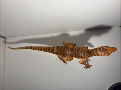 Jurassic Park Lost World Amber Collection Tiger Velociraptor Mattel Fodder 1/12