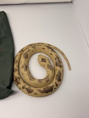 Damien Pet Snake w/ Bag Jake the Snake Roberts WWF Wrestling 1991 Hasbro Vintage