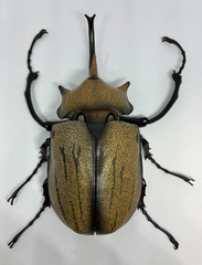 The Diversity of Life on Earth Advance Beetle 04 w/ stands Online version Bandai