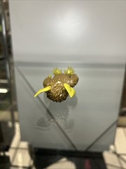 Impractical Jokers Figure -Sal Vulcano “The Bog Monster” With Headpiece