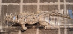 Harbinger Studios Savage Crucible Komodo Dragon Exclusive Pale Stonebreaker Rare