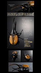 The Diversity of Life on Earth Advance Beetle 04 w/ stands Online version Bandai