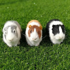 Realistic Hamster Plush Toy Lifelike Soft Stuffed Animal Gift