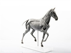 1:10 EVO Muscle Anatomy Animal Horse Model Educational Science Model Decoration