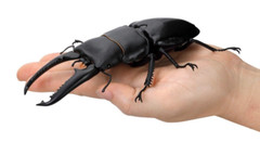 The Diversity of Life on Earth Stag Beetle 08 Action Figure Bandai Capsule Toy
