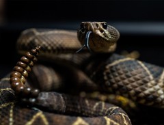 Snake Gorge Crotalus Durissus Figure Animal Model Decor Adult Xmas Gift Toys