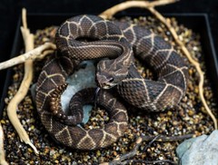 Snake Gorge Crotalus Durissus Figure Animal Model Decor Adult Xmas Gift Toys