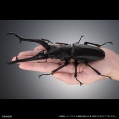 The Diversity of Life on Earth Giraffe Stag Beetle & Hexarthrius Mandibularis