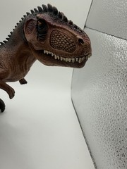 4.1 x 7.9 x 7.1 inch The Giganotosaurus
