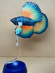 Bandai Capsule Toy Creatures Advanced Encyclopedia Betta (Full Moon Mustard Yell