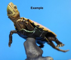 The Diversity of Life on Earth Advance Turtle 02 w/ Display Stand Bandai Online