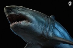 Wanlongtang Megalodon Shark Statue Original Prehistoric Dinosaur Model