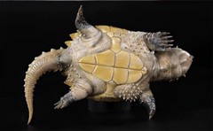 Bowuzhi Chelydra Serpentina Figure Tortues Animal Reptiles Turtle Model Gift Toy