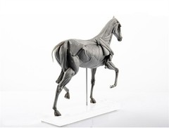 1:10 EVO Muscle Anatomy Animal Horse Model Educational Science Model Decoration