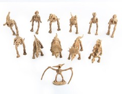 12 pcs Lot Unique Dinosaur Fossils Skeleton Figures Jurassic Park Dino Toy Model
