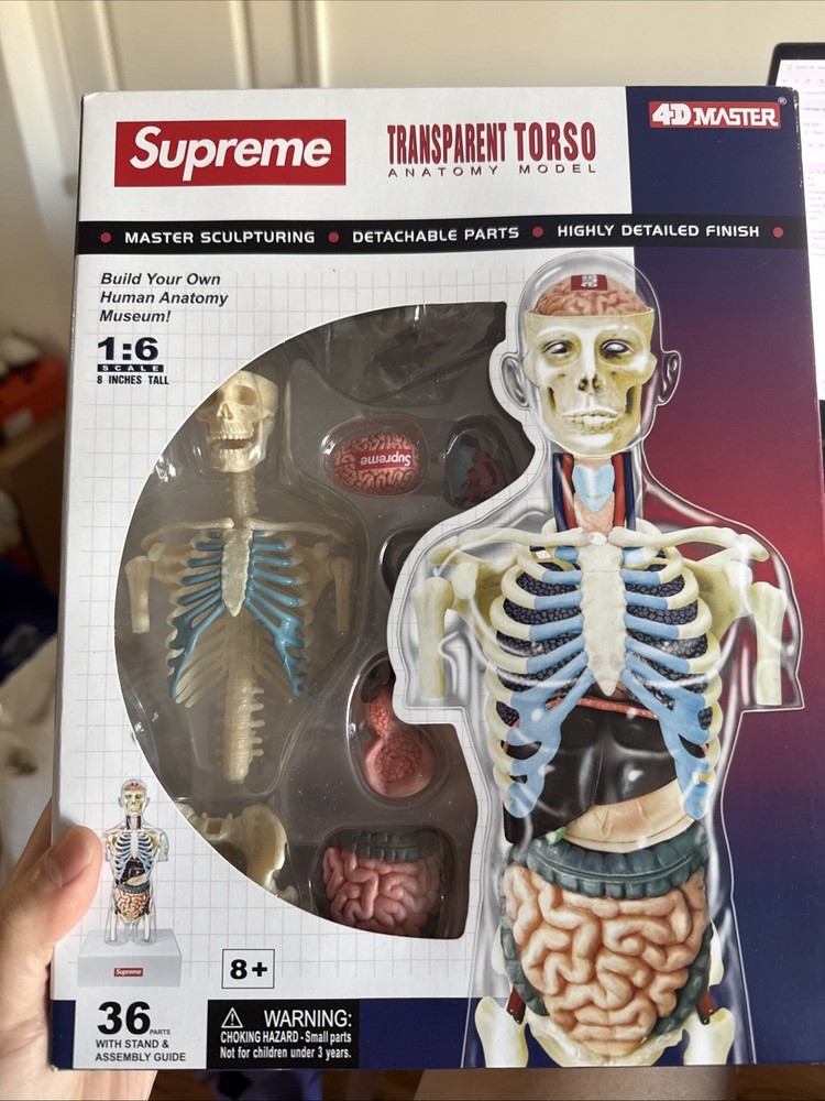 Supreme MALE Anatomy Model Pregnant Torso Brand New Sold Out Authentic
