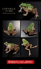 Black-spotted Pond Frog Figure Set of 4 Bandai Creature Encyclopedia Capsule Toy