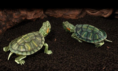 The Diversity of Life on Earth Advance Turtle 01 Figure Bandai Premium Gashapon