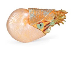 10.5cm Nautilus Fish PVC Toy Ocean Sea Animal Figure Kids Gift