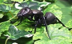 The Diversity of Life on Earth Ant Action Figure Bandai Capsule Toy