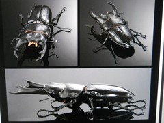 Living Creatures Encyclopedia Advance Stag Beetle 02 (All Online Version) (Elaph