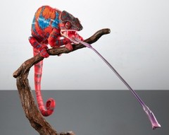 Living Creatures Encyclopedia Premium Panther Chameleon Ambilobe red Japan