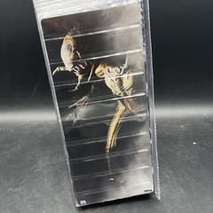 NECA Aliens vs. Predator: Requiem Alien Warrior 2007 Action Figure Boxed 8in
