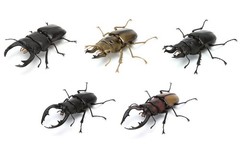 Bandai Capsule Toy Creature Encyclopedia Kuwagata/Stag Beetle 03 Full Set of 5!